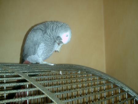 coco